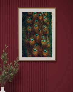 peacock-feather-wall-photography